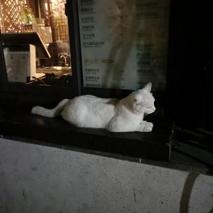 国产精品亚洲一区二区无码四虎
